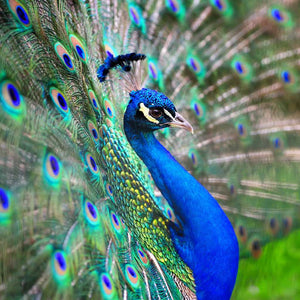 Blue Lotus Peacock Immune Support Tibetan - Natural Defense Against Cancer and Infections
